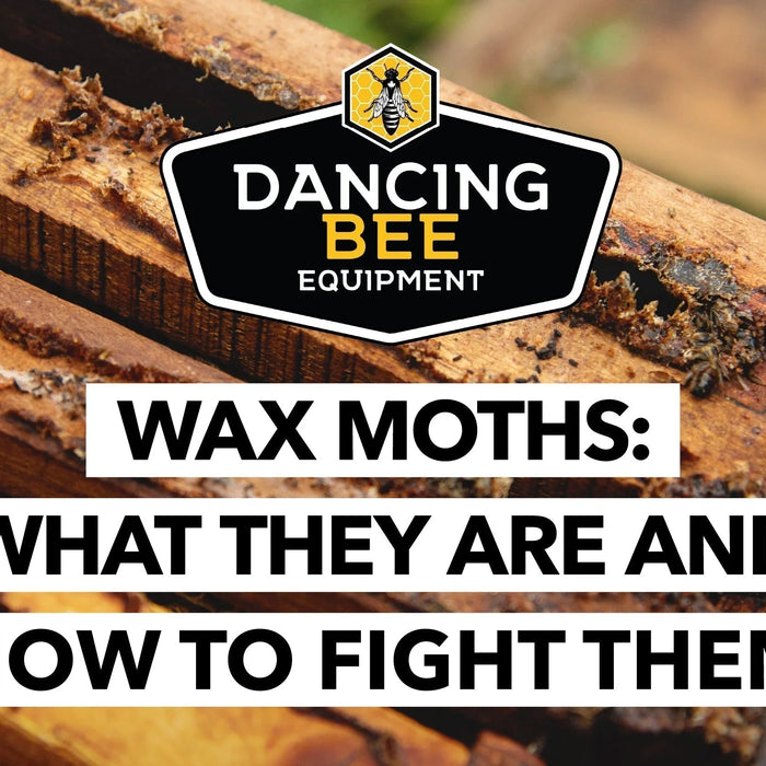 Tiny Pests, Big Mess: Meet the Wax Moth