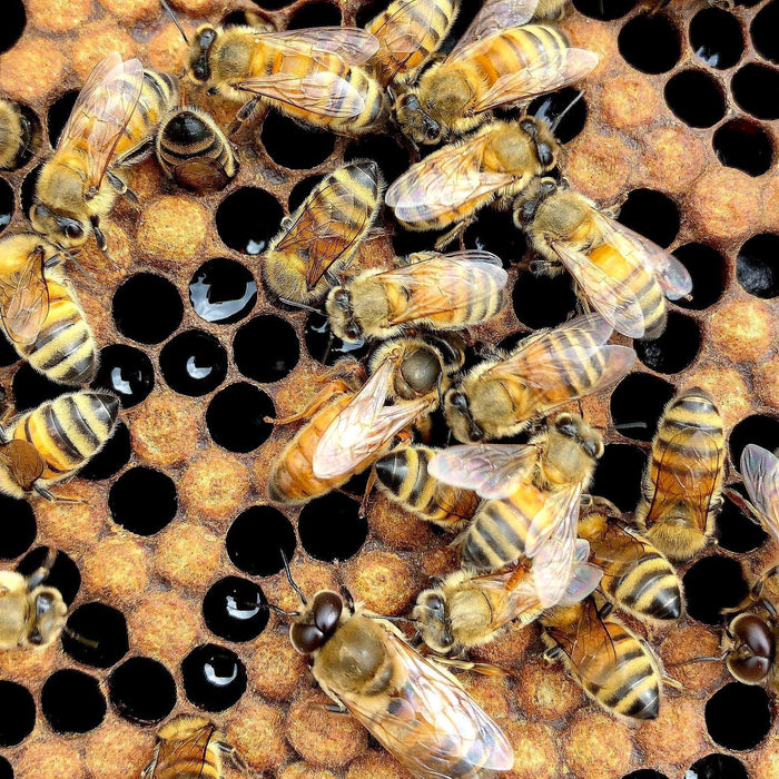 Give your bees the best chance of making it through the winter.