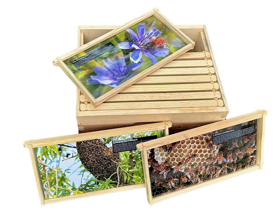 Beekeeping Teaching Frame | Set of 10