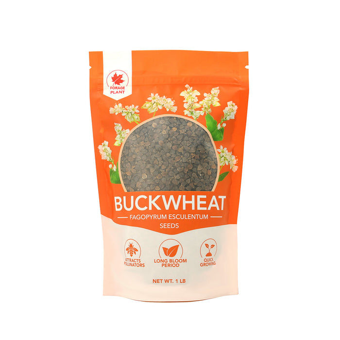 Buckwheat Seeds