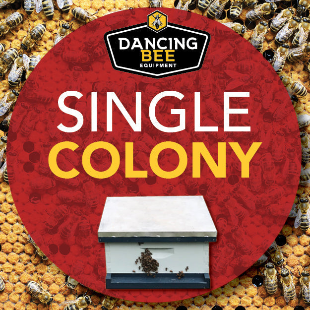 Dancing Bee Single Sized Colony | Pick up date: Saturday, June 22nd, 2024