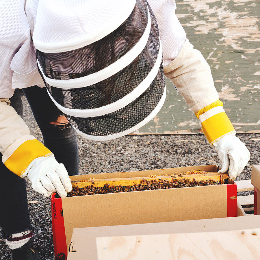 Bees for Sale in Canada
