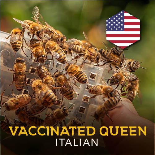 Dancing Bee Equipment offering Vaccinated Queens in 2024
