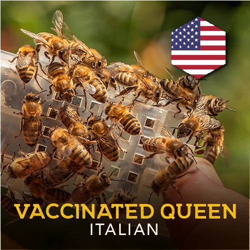 Dancing Bee Equipment offering Vaccinated Queens in 2025