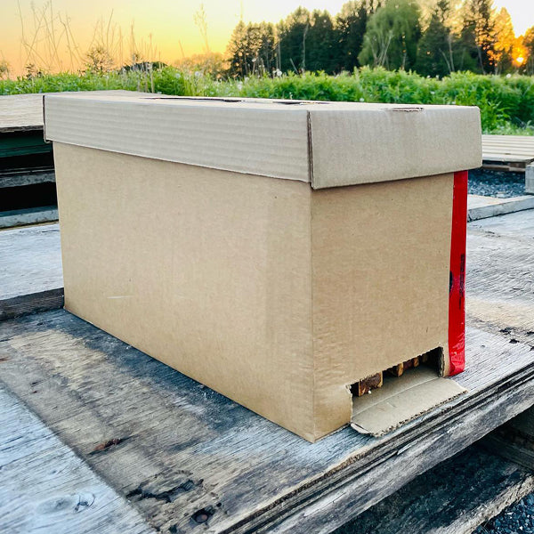 4 Frame Cardboard Nuc Box | Vented