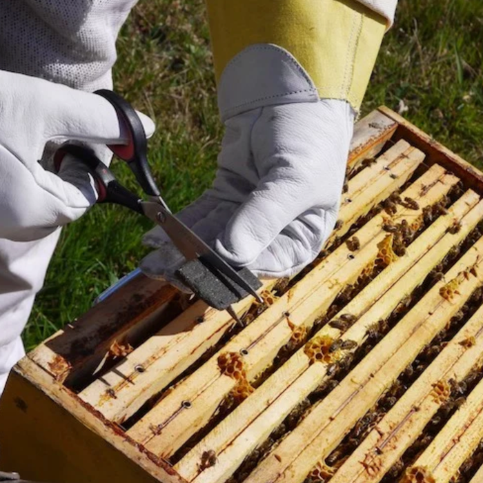 Api Life Var | Varroa Mite Control