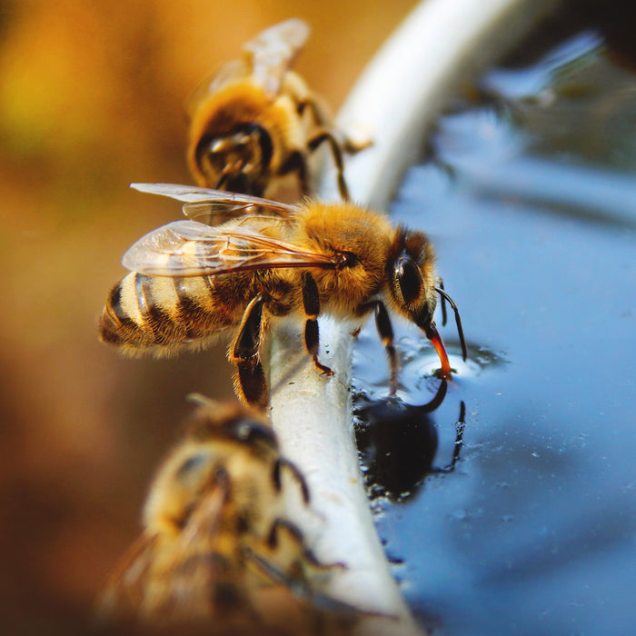 2:1 Sugar Syrup Bee Feed | By the Pound