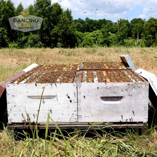 Dancing Bee Single Sized Colony | Pick up date: Saturday, July 5th, 2025