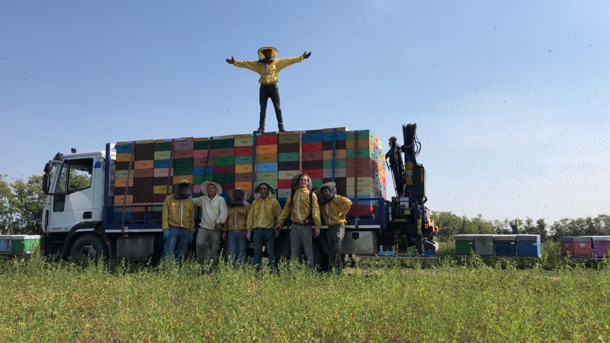 Webinar | Bee Viruses & Bee Immune Mechanisms | February 24th, 2026