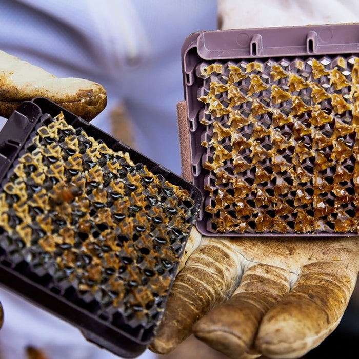 Replacement Cassettes for Micro Honey Harvester | HiveKeepers PRE-ORDER