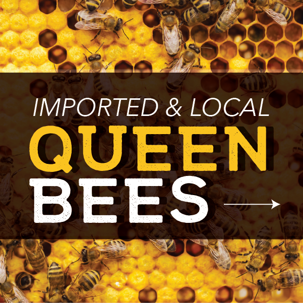 Queen Bees