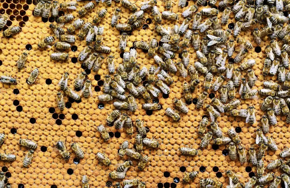 Nuc of bees with import queen medium frames