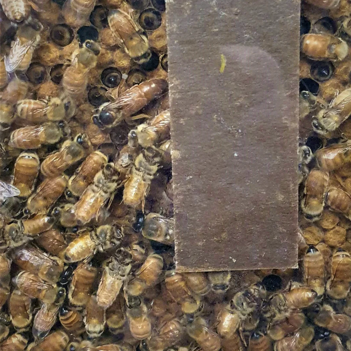 Beequip | Cardboard Treatment Strips