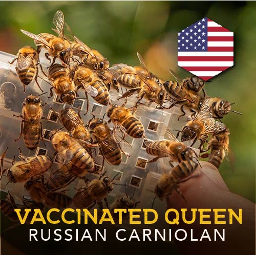 Vaccinated Queen | Russian Carniolan | 2024