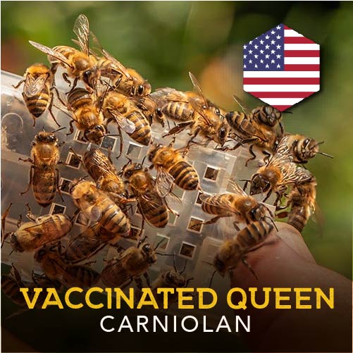 Vaccinated Queen | Carniolan | 2024