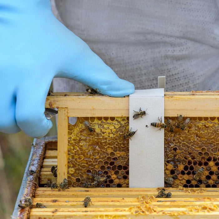 Apivar 2.0 | Varroa Mite Control