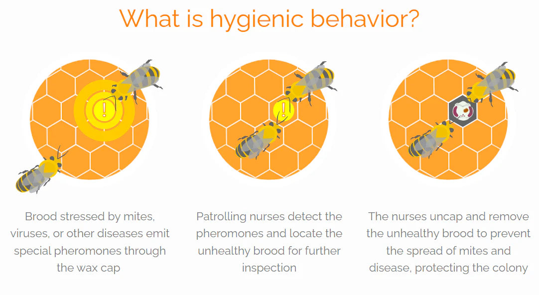 UBeeO™ | Hygienic Behaviour Test Kit