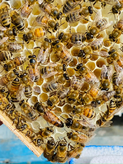 Quebec | 2026 North Star Queen