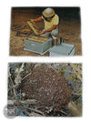 Honey Bee Picture Cards