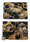 Honey Bee Picture Cards