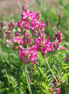 Sainfoin Seeds